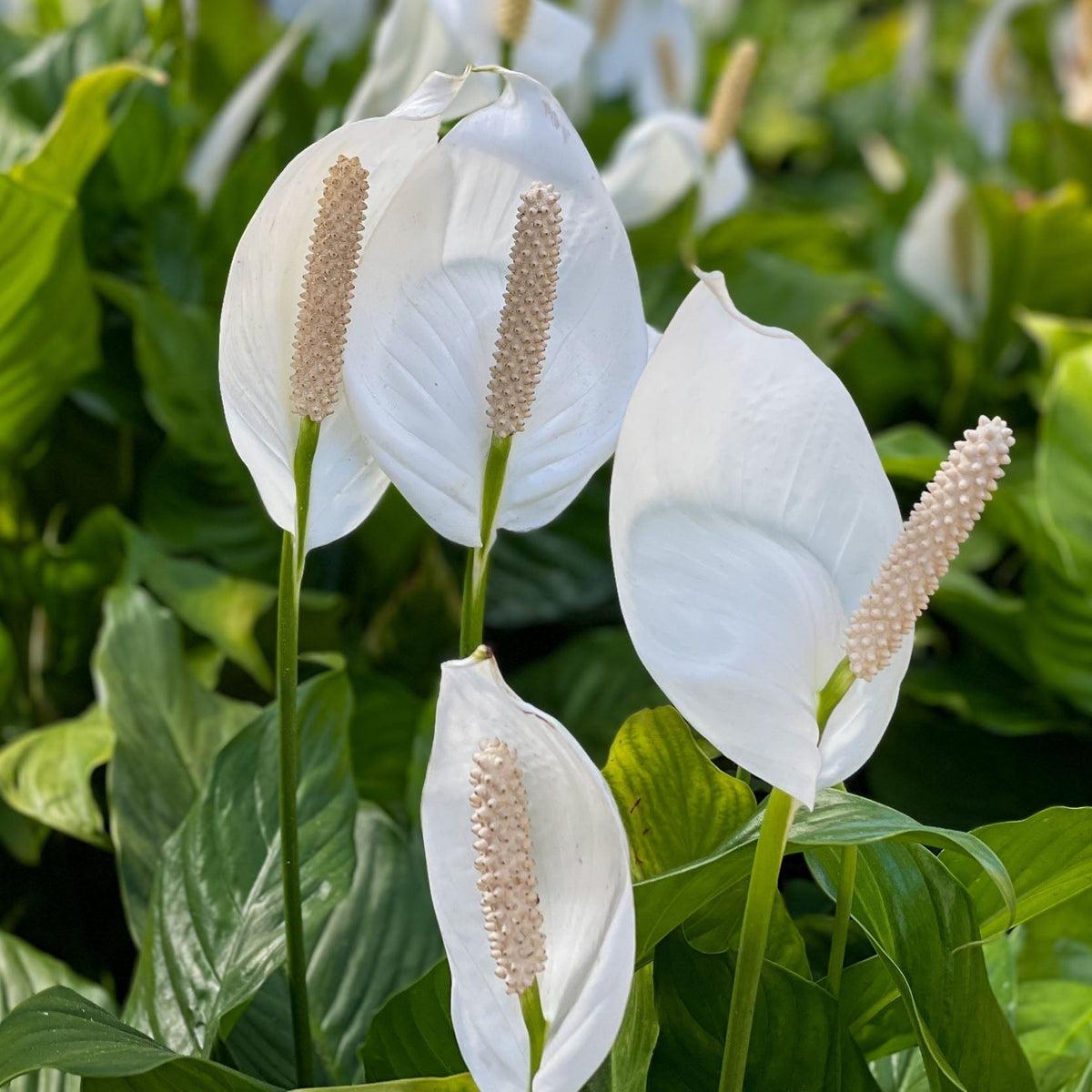 Peace Lily